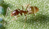 Close up of an Argentine ant on a leaf.