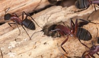 10367AIPM_Carpenter_Ant