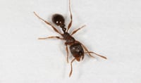 Close up of a pavement ant. Courtesy of Michigan State University: https://www.canr.msu.edu/resources/pavement-ants