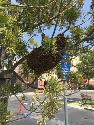 bee swarm