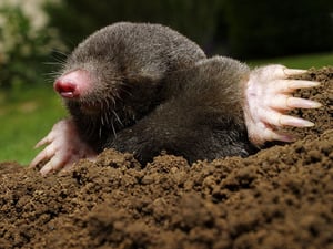 A mole looking out from its burrow