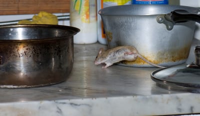 house mouse on kitchen counter running through pots.jpg