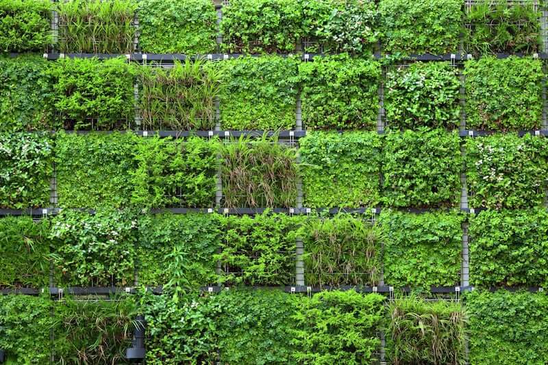 green walls