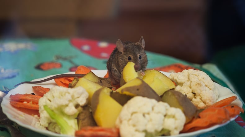 15 Surprising Post-Thanksgiving Facts About Mice