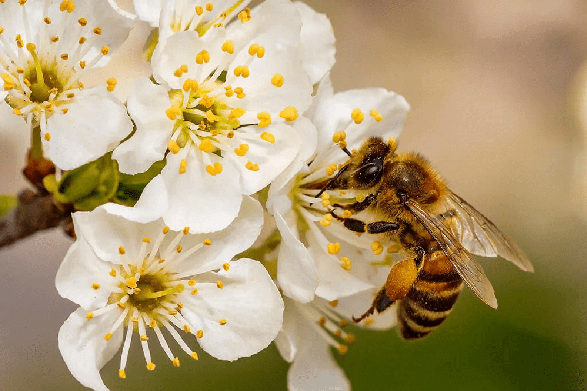 up close shot of a bee kissing a flower