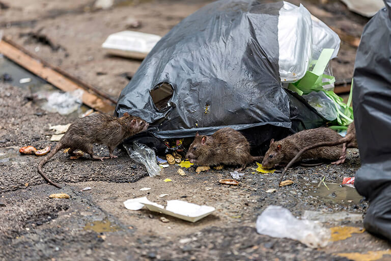 Rats around a garbage bag