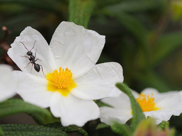 An ant on a flower