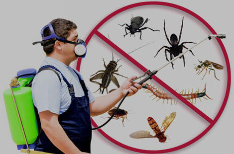 A pest control specialist beside an image of unwanted pests