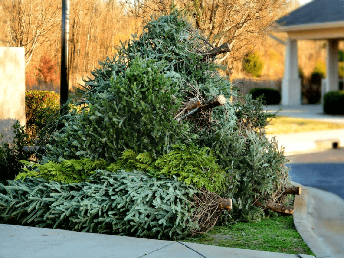 a bunch of cut pine tress on the yard