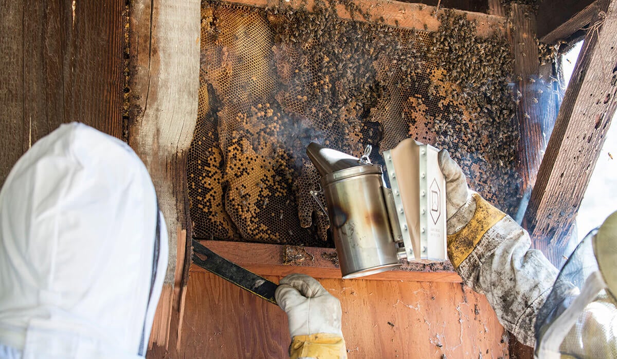 Two bee control specialists on the job