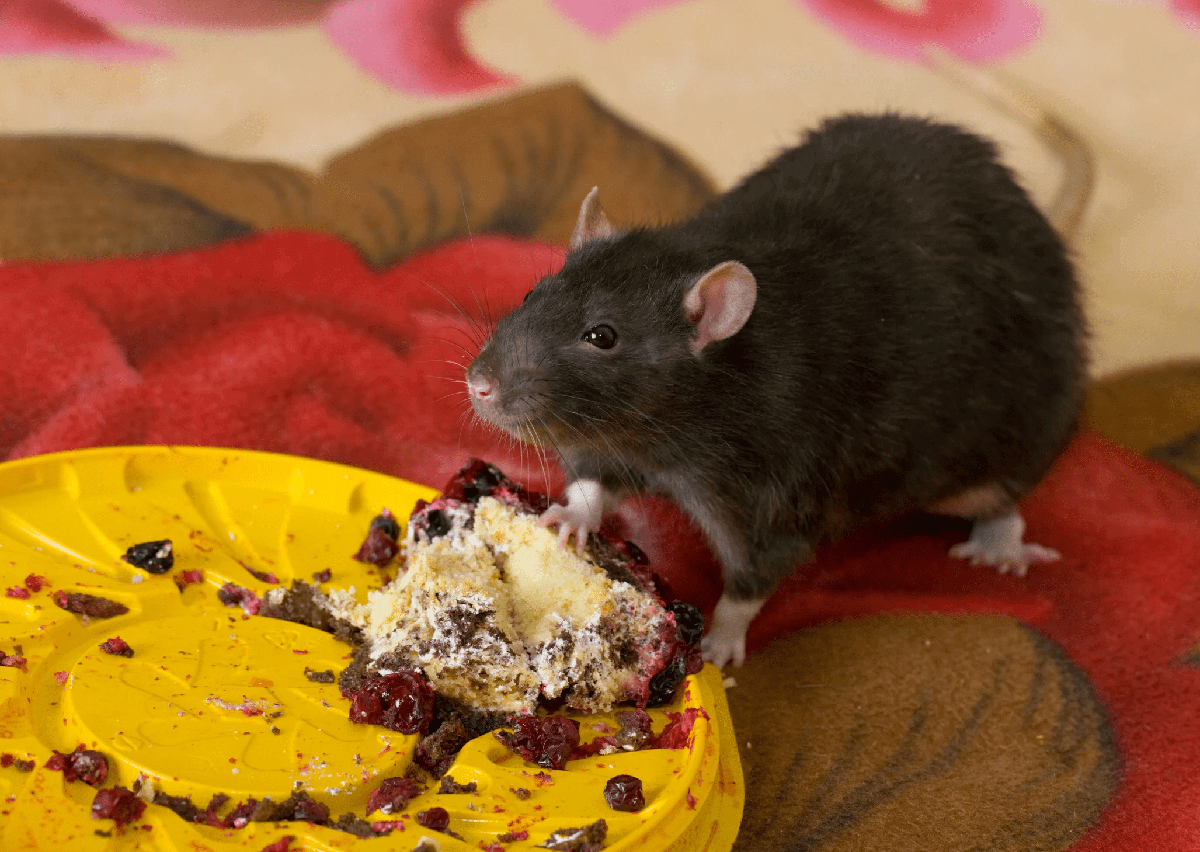 a black mouse eating a piece of cake