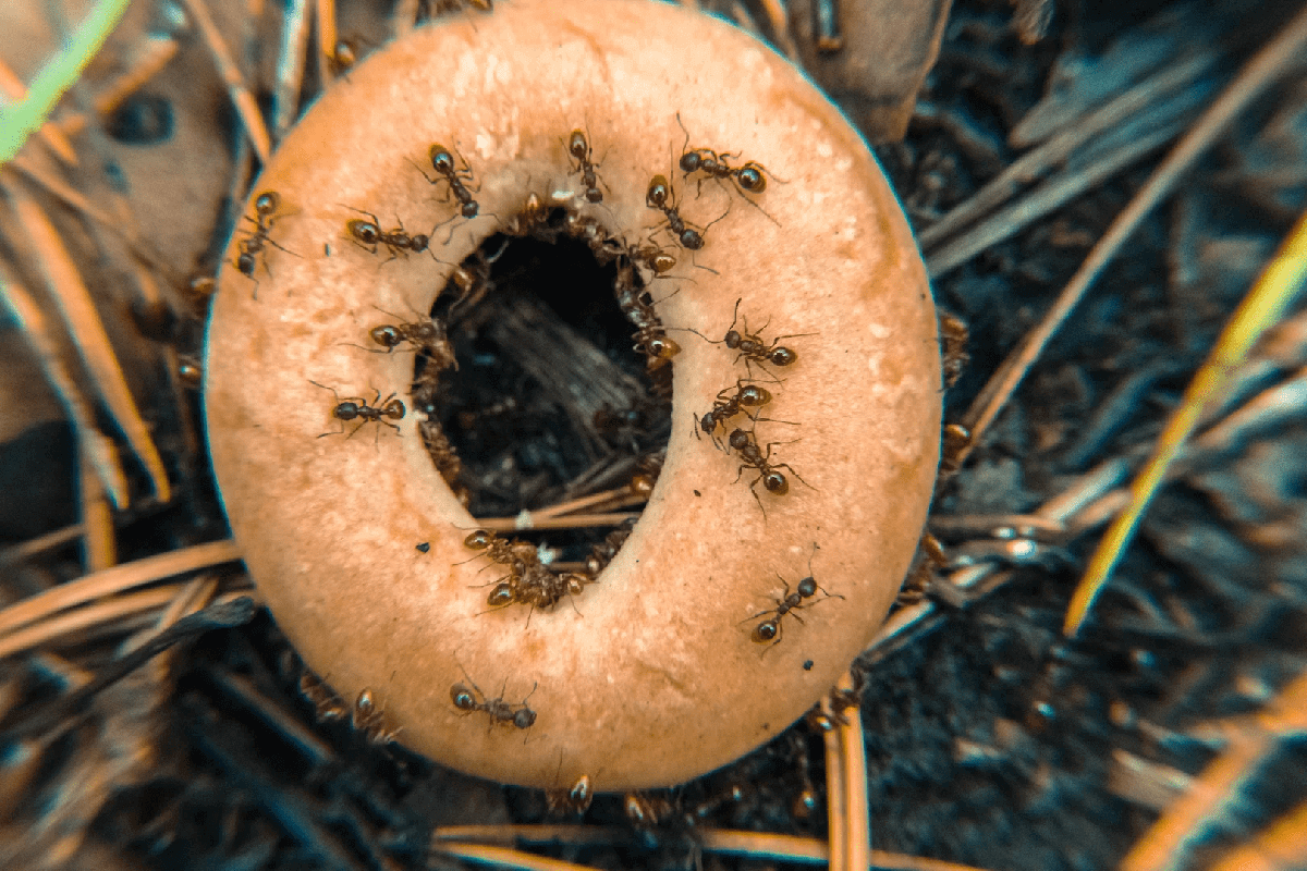 a donut full of ants on the ground