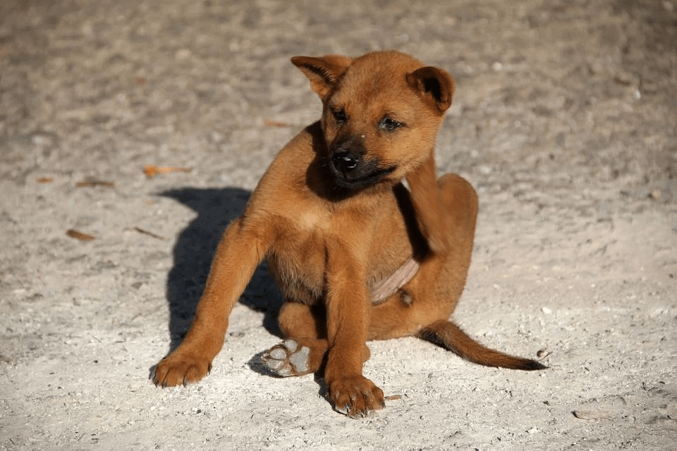 A dog scratching his back