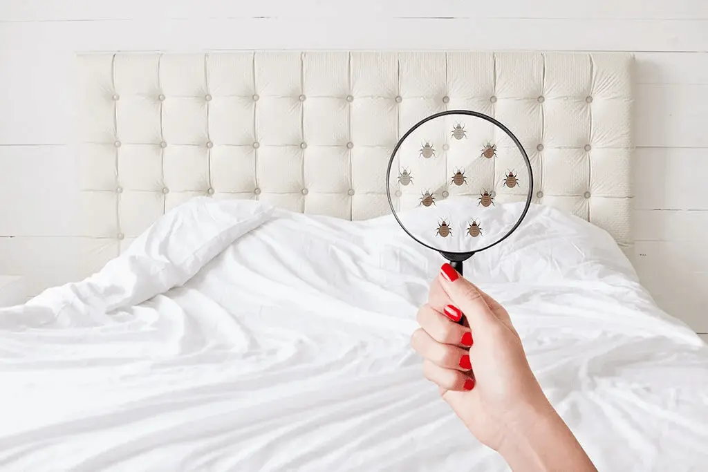 a magnifying glass showing bedbugs on the bed