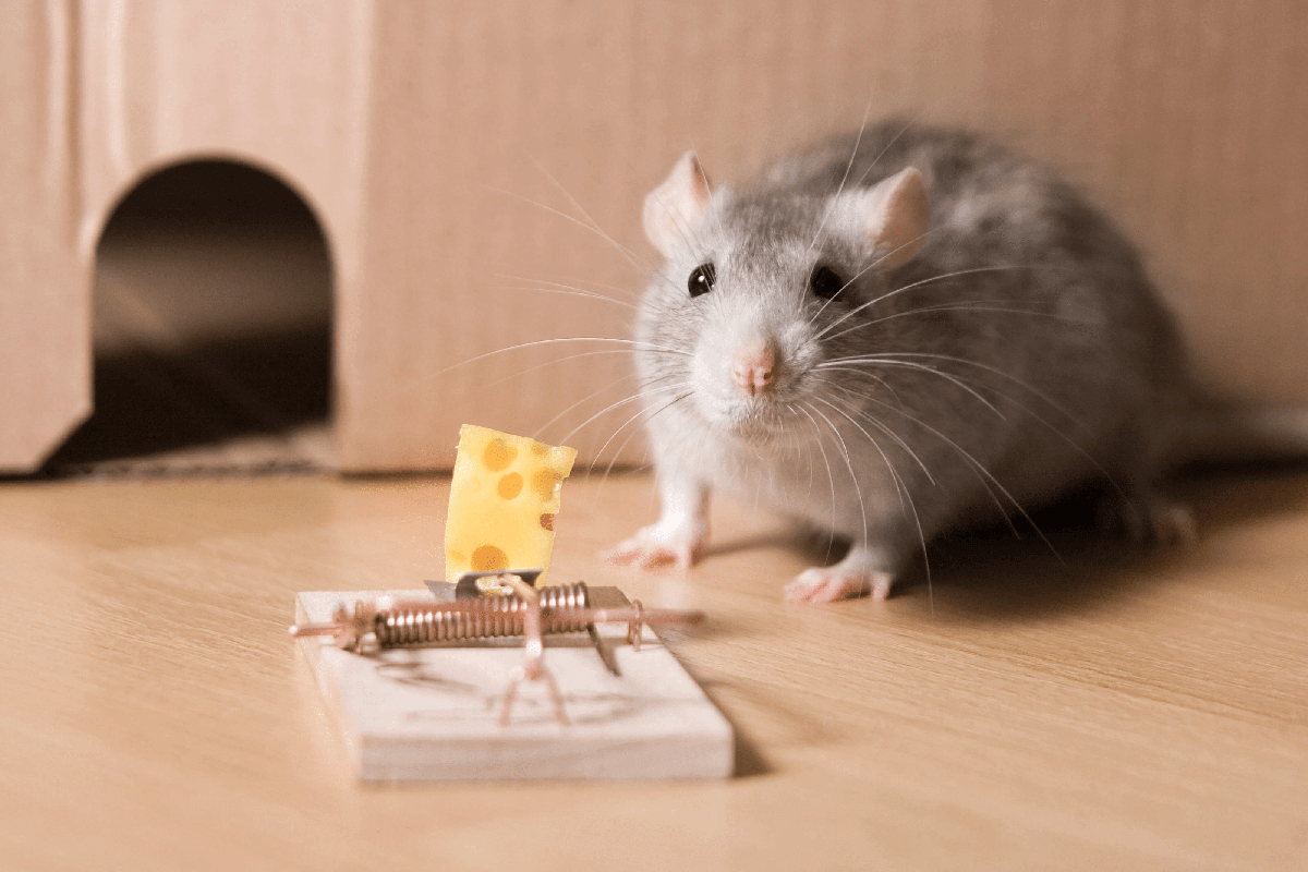 Rats Won't Go Near Traps: What Am I Doing Wrong?
